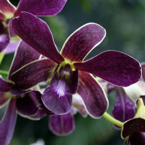 Dendrobium (Toshiko Blue x Izumi) - Go Green