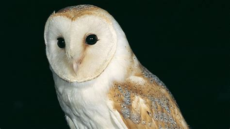 Conservation can kill our melancholia for dying species – The Irish Times