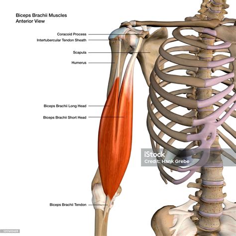 Biceps Brachii Anatomy Bicep Tendonitis: Pain, Causes, Side Effects