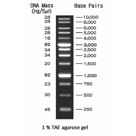 Reagents - BM012-R500 50 bp DNA Ladder 500ul Manufacturer from New Delhi