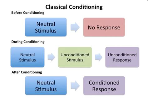 Classical Conditioning Explained 的图像结果