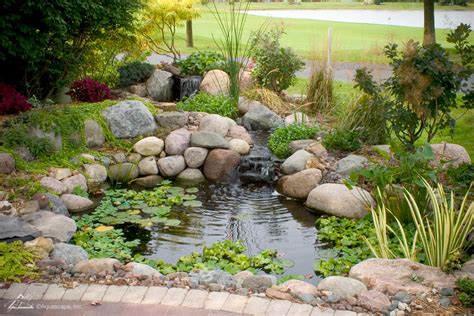 How Fish Appear In New Ponds: A Quick Guide