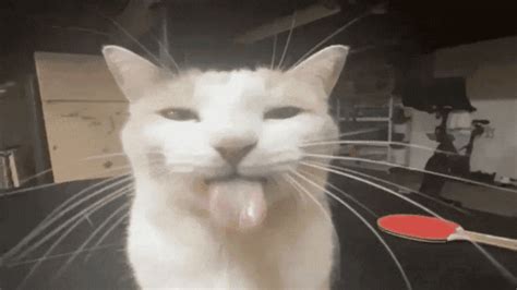 Image result for Cat Coding at Computer