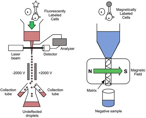 Image result for Magnetically Activated Cell Sorting