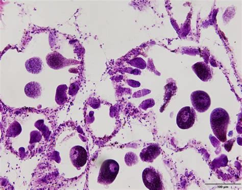 Image result for Tissue Sample Drawing Under Microscope