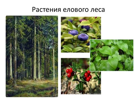 Растительные сообщества. Природные сообщества - презентация онлайн