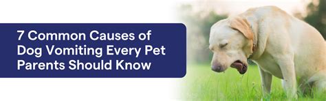 7 Common Causes of Dog Vomiting Every Pet Parent Should Know – K9 Vitality