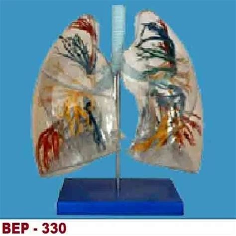 Lungs Models - Functional Human Respiration Model ( BEP-333 ...