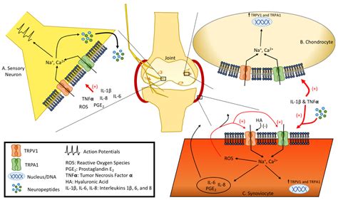 Evidence for Transient Receptor Potential (TRP) Channel Contribution to ...