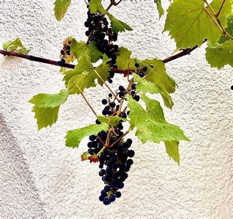 MOSEL PALAIS (Urzig) - Lodging Reviews, Photos, Rate Comparison ...