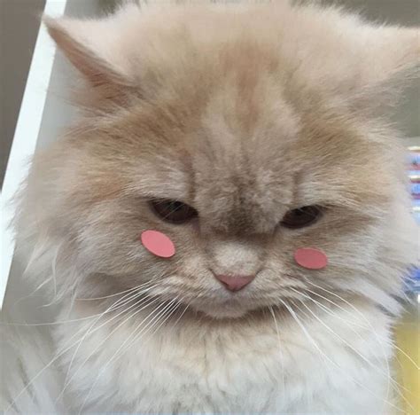 cat pictures video