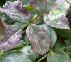 powdery mildew in rose plant? Symptoms and Prevention Tips