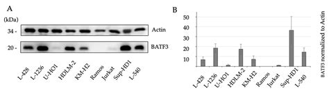 Usefulness of BATF3 Immunohistochemistry in Diagnosing Classical ...
