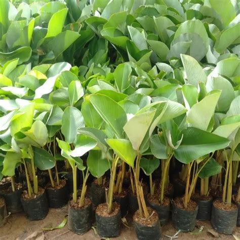 Jual paketan 50 tanaman pisang calathea lutea - tanaman pagar pisangan ...