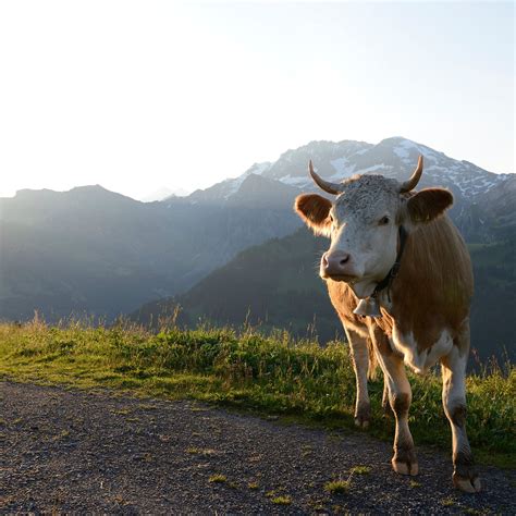 LENK-SIMMENTAL TOURISMUS AG (2025) All You Need to Know BEFORE You Go ...