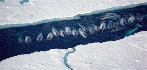 Arctic Ocean Animals