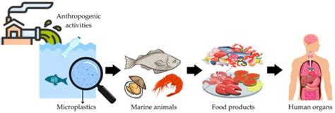 Microplastics in Fish and Fishery Products and Risks for Human Health ...