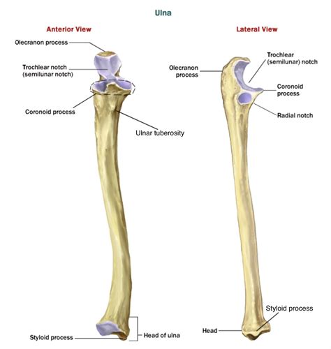 Ulna