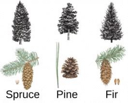 Class 4 Science - Adaptations in Plants - CBSE Worksheets Solutions - 1