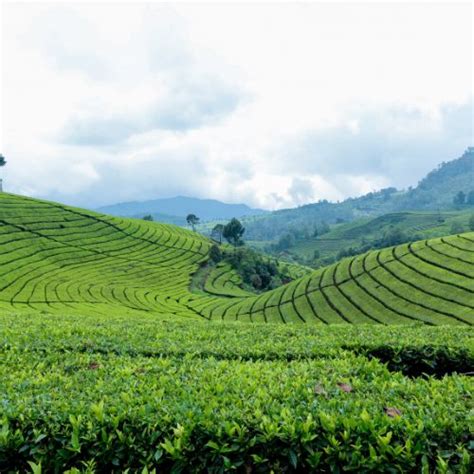 Pining for some quali-tea time? Here's a walk through the 10 best tea ...