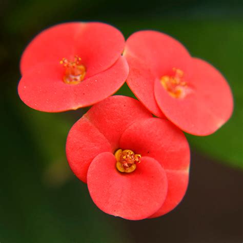 Euphorbia milii/Crown Of Thorns New Hybrids Red- Cacti & Succulant ...