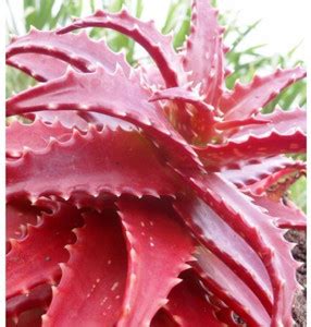 plants guru Aloe Cameronii Red Aloe Vera 10 Seeds Seed Price in India ...
