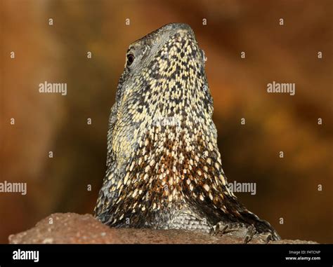 Australian Frilled-neck Lizard or Frilled Dragon (Chlamydosaurus kingii ...