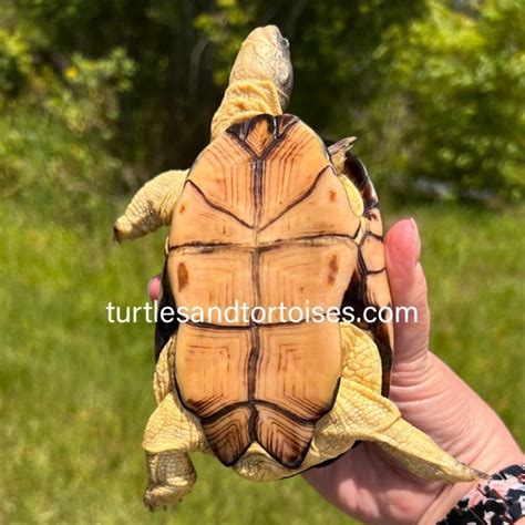 Image result for Dwarf Turtle