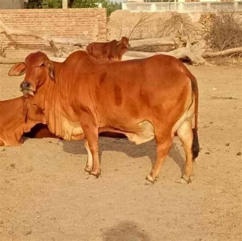 Indian Sahiwal Cow/Anmol Dairy Farm