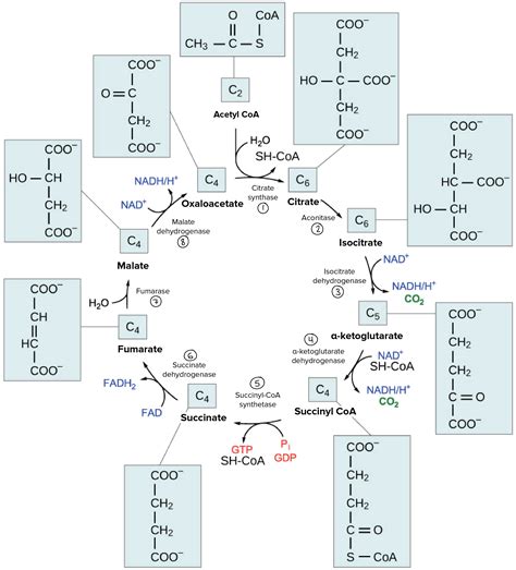 Krebs Cycle Diagram With Enzymes Citric Acid Cycle An Overview