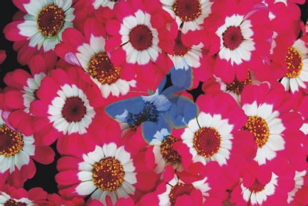 Corel Painter Aide | Fondu des calques à l’aide de modes de fusion