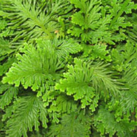 Selaginella emmeliana