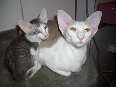 Siamkatzen OKH Peterbald in Hoya | Tiere | Kleinanzeigen
