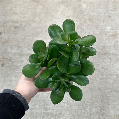 Crassula ovata 4" - Jade Plant - www.greenthumbgear.com