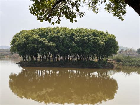 Rejuvenated reservoir changes livelihood & rural economy of Jharkhand's ...