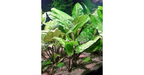 Cryptocoryne Pontederiifolia