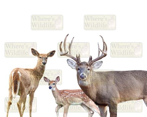 Family of White-tailed Deer Nature Clipart / PNG Digital Download (IMG0001)