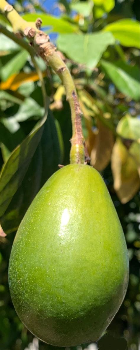 Image result for Small Avocado Tree