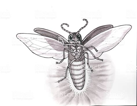 firefly illustration - Google Search | Firefly tattoo, Firefly, Firefly ...