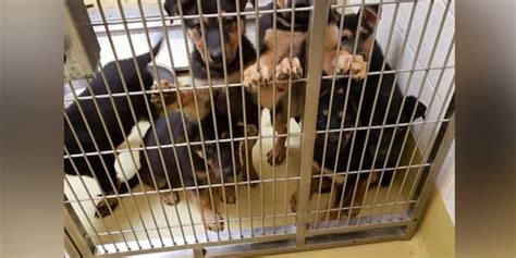 Wichita Animal Shelter at max capacity, animals in danger of euthanasia