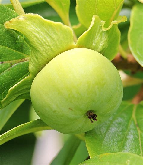 Persimmon Kaki Fruit