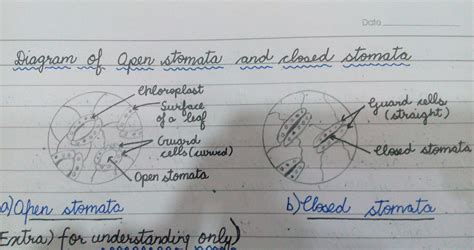 draw schematic diagram to show the opening and closing of stomata ...