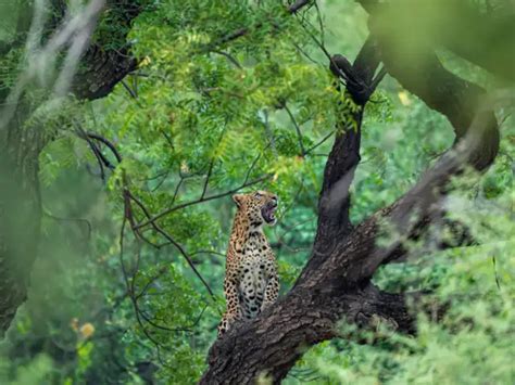 Spotting leopards in India: Top 7 locations to visit this winter ...