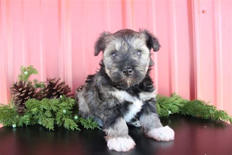 Maley - Havapoo Puppy for Sale in Nappanee, IN | Lancaster Puppies