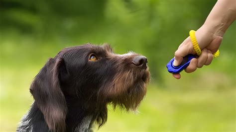 Image result for Dogs Clicker Training for Beginners