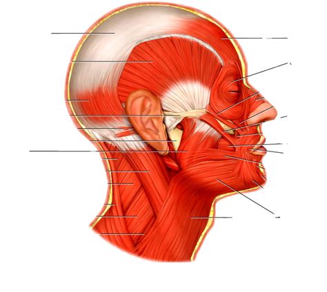 Image result for Skeletal Muscles