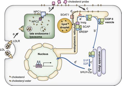 Cholesterol transport between cellular membranes: A balancing act between interconnected lipid ...