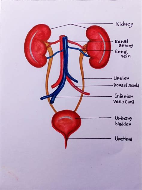 How to Draw Kidney in Easy Way 的图像结果