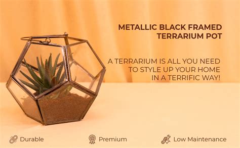 Kyari Metallic Black Framed Terrarium Pot, Hexagonal Prism Shape Pot ...