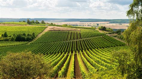 Wandergenuss in den Weinlandschaften Rheinhessens